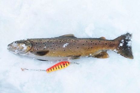 Рыболовная экспедиция на севере Карелии за национальным парком "Паанарви"